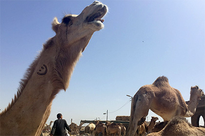 Простоявший весь день на жаре в Индии верблюд откусил голову своему хозяину