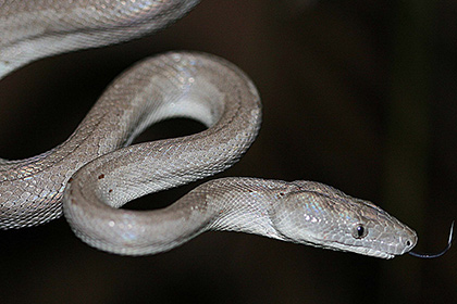Ученые открыли «металлических» змей