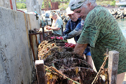 Устричная ферма в Крыму заявила о готовности обеспечить Россию моллюсками