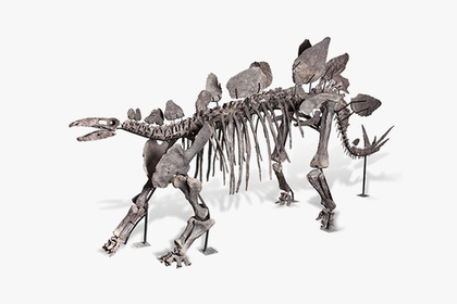 В Германии с аукциона продадут скелет стегозавра