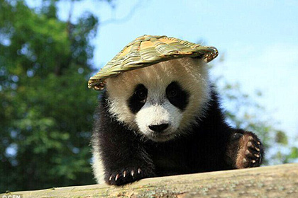 В Китае нашли настоящую «кунг-фу панду» в бамбуковой шляпе