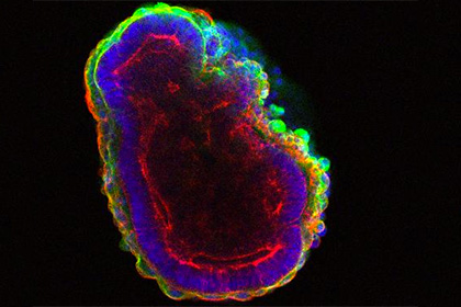 Ученые выделили ген-компас из искусственных зародышей