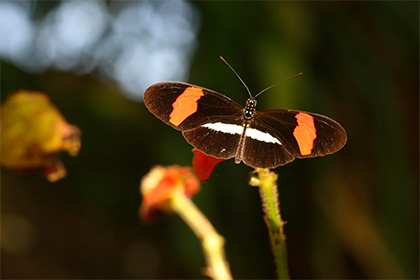 В тропических бабочках найден ген-«художник»