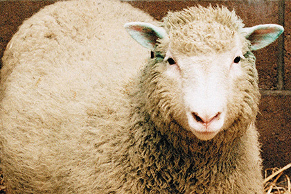 Раскрыты неизвестные подробности жизни клонированной овечки Долли
