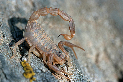 Скорпиона-найденыша неделю держали в банке из-под огурцов и назвали Гаврюшей