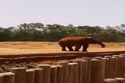 Слониха камнем убила девочку в марокканском зоопарке