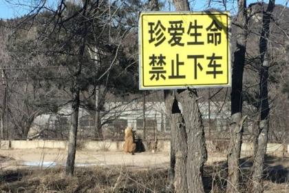 Тигр напал на посетителей сафари-парка в пригороде Пекина