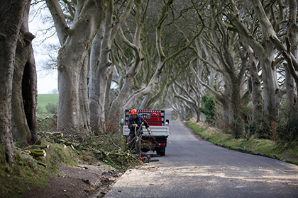 В Северной Ирландии упало дерево из «Игры престолов»