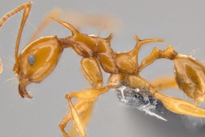Японские ученые назвали новые виды муравьев в честь драконов из «Игры престолов»