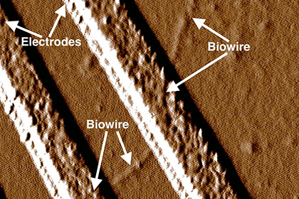Бактерии научили делать электрические провода