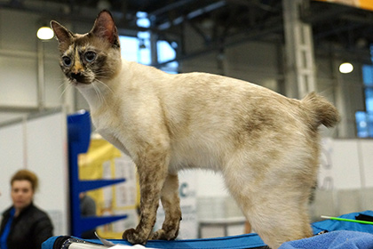 Биологи разгадали загадку длины кошачьих хвостов