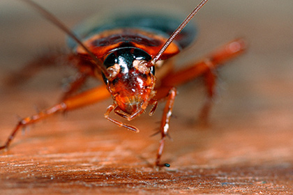 Человек впервые силой мысли управлял нанороботами внутри таракана