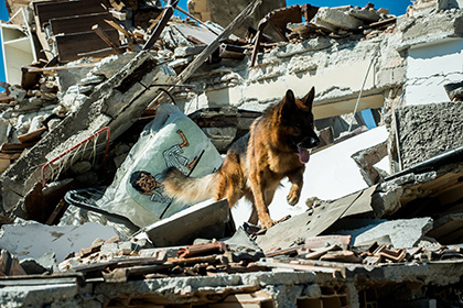 Число жертв землетрясения в Италии приблизилось к 280