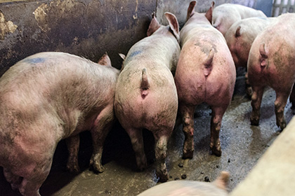 Экспорт свинины на Украине с начала года сократился в 25 раз