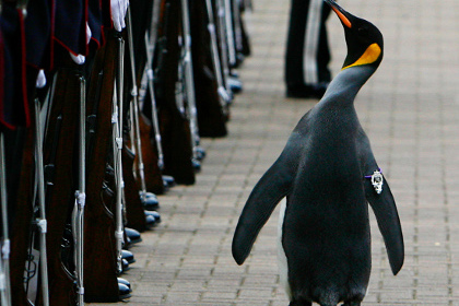 Пингвину присвоили звание генерала Королевской гвардии Норвегии