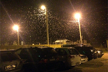 Полчища мотыльков шелкопряда на Алтае приняли за снегопад