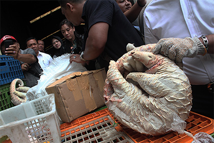 Полиция Индонезии изъяла у подпольных торговцев 657 замороженных муравьедов