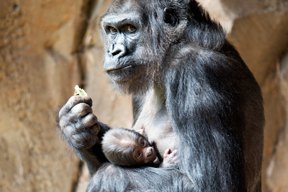 Предка человека уличили в сходстве с гориллой