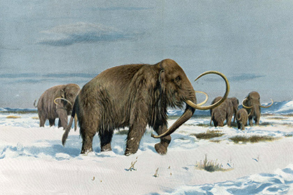 Причиной вымирания последних мамонтов оказалась жажда