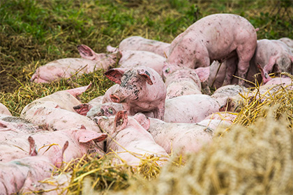 Сотня свиней попыталась сбежать по дороге на бойню во Франции