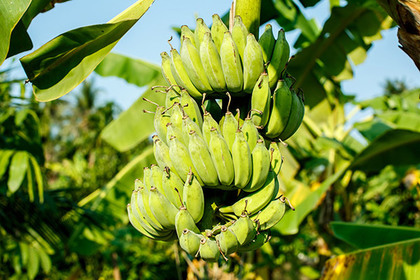 Ученые предотвратят вымирание бананов