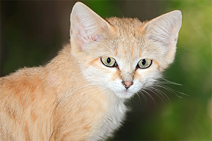 Ученые впервые пронаблюдали за пьющими кровь арабскими кошками