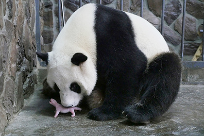 В Китае за 40 дней родились девять пар панд-близнецов