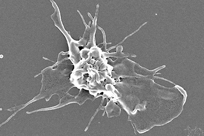 В МГУ открыли механизм запрограммированной клеточной смерти тромбоцитов