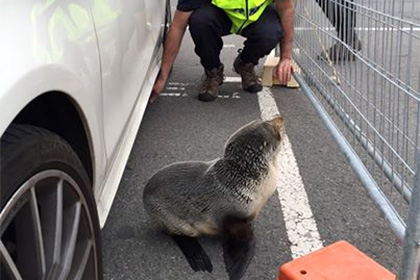 В Новой Зеландии полицейские задержали детеныша тюленя