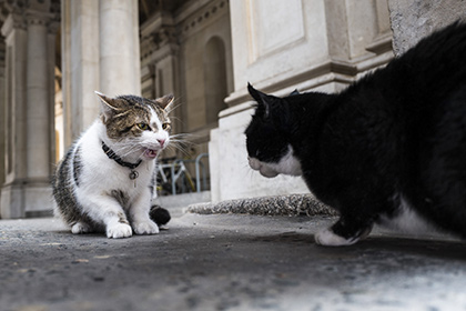 В Великобритании задумались о назначении кота Кромвеля на высокую должность
