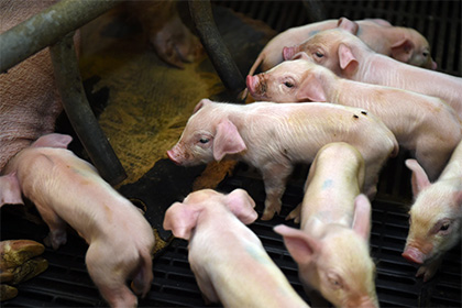 ВТО поддержал Евросоюз в споре с Россией из-за свинины