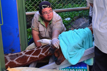 Жираф на Тайвани умер от страха перед поездкой к невесте