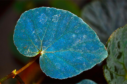 Голубые растения оказались крайне живучими