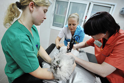 Московские ветеринары вынули пулю из кота Братка
