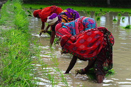 «Росатом» создаст в Индии центры облучения риса