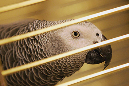 В Кувейте женщина использовала попугая в качестве свидетеля измены мужа