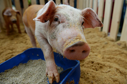 Британские ученые выяснили причины оптимизма свиней
