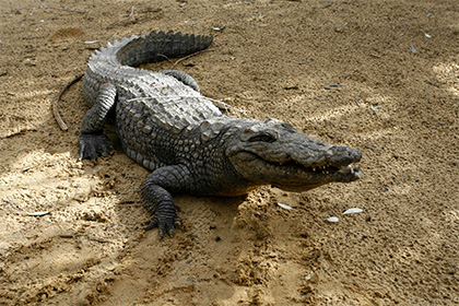 Египет решил заработать на экспорте крокодилов