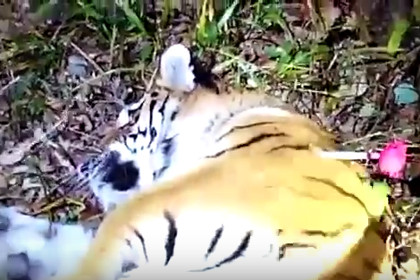 Интернет-пользователи дали имя гулявшему по Владивостоку тигру