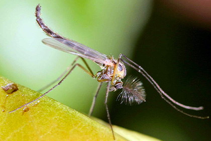 На Кавказе обнаружили редких комаров-мутантов