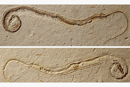 Палеонтологи разозлились на хозяина «четырехногой змеи»