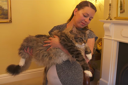 Самая длинная кошка Великобритании попала в книгу рекордов Гиннеса
