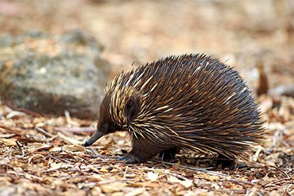 В Австралии обнаружили прообраз существа из «Фантастических тварей»