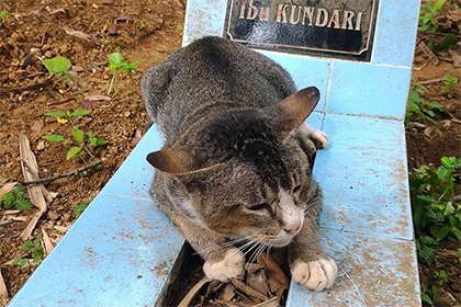 В Индонезии кошка прожила год на могиле своей хозяйки