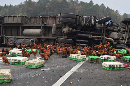 В Китае сотни куриц сбежали из перевернувшегося грузовика