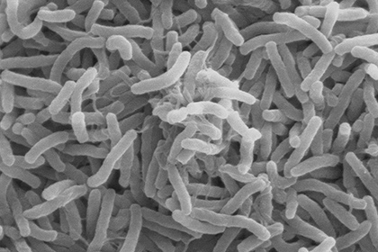 Объяснено превращение безобидных бактерий в смертоносные