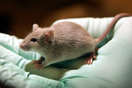 Преждевременно стареющих мышей омолодили антибиотиком
