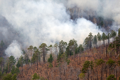Россия потеряла 15 миллиардов рублей из-за лесных пожаров