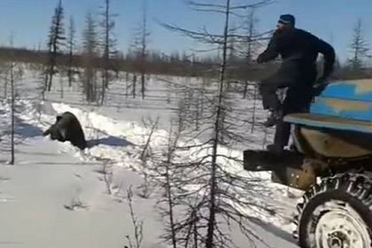 СК возбудил дело после видео с давившими медведя вахтовиками в Якутии