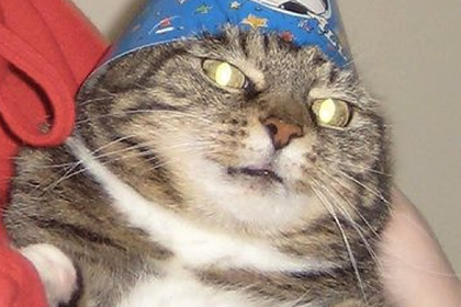 Упитанный кот с колпаком на голове превратился в мем «Вжух» на все случаи жизни